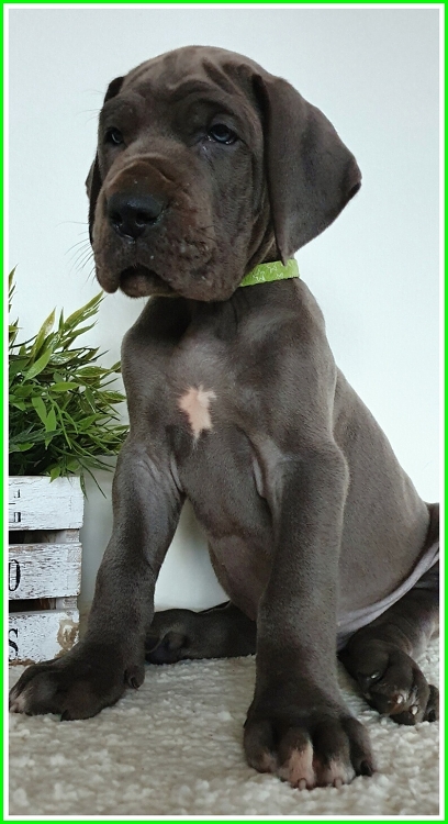 Litter Q 6 weeks